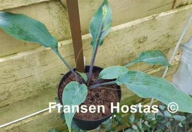 Hosta Blue Skin