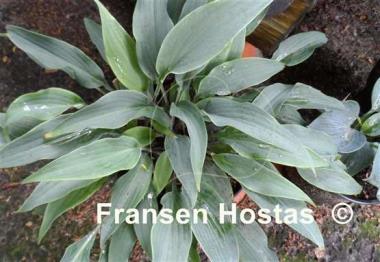 Hosta Blue Skin