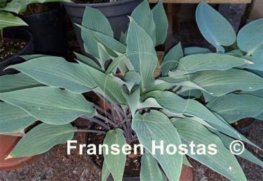 Hosta Blue Skin