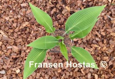 Hosta Blue Skin