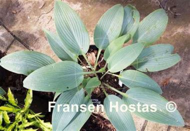 Hosta Blue Tooth