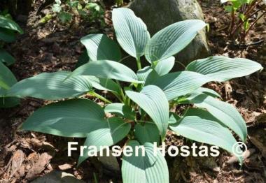 Hosta Blue Tooth