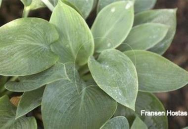 Hosta Blue Troll