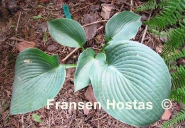 Hosta Blue Troll