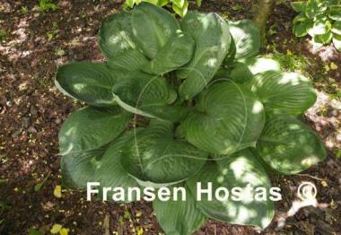 Hosta Blue Umbrellas