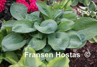 Hosta Blue Umbrellas