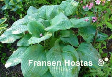 Hosta Blue Umbrellas