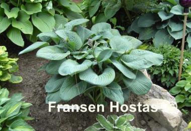 Hosta Blue Umbrellas