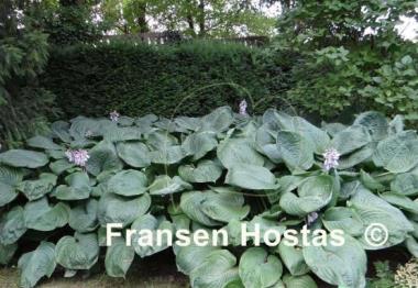 Hosta Blue Umbrellas - Fransen Hostas