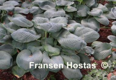 Hosta Blue Umbrellas