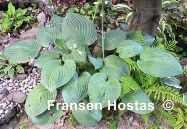 Hosta Blue Veil