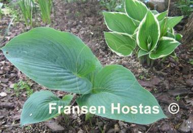 Hosta Blue Vision