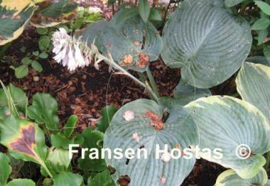 Hosta Blue Vision