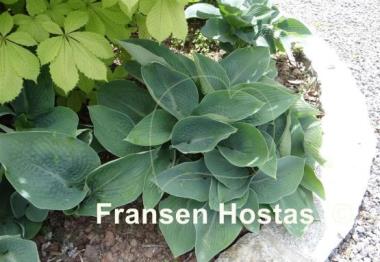 Hosta Blue Vision