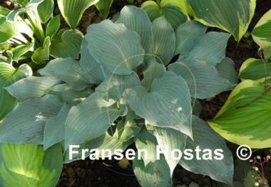 Hosta Blue Wedgwood