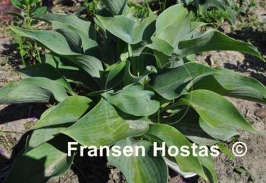 Hosta Blue Wedgwood