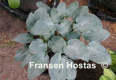 Hosta Blue Wedgwood