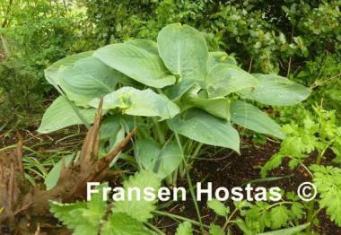 Hosta Blue Wu