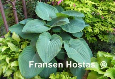 Hosta Blue Wu