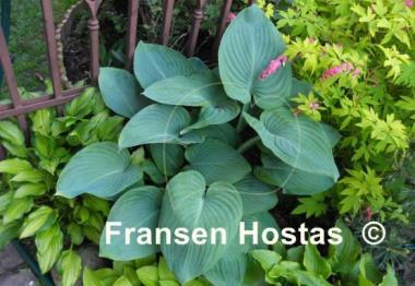 Hosta Blue Wu