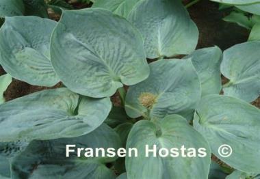 Hosta Blue Wu