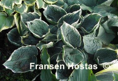 Hosta Blueberry Ala Mode