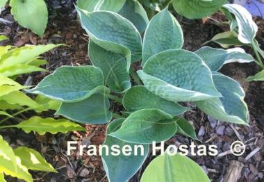Hosta Blueberry Ala Mode