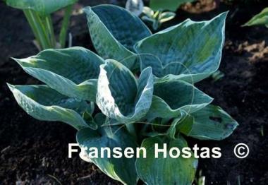 Hosta Blueberry Ala Mode