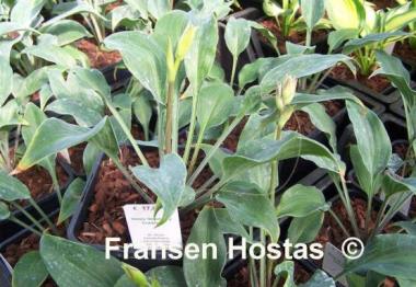 Hosta Blueberry Cobbler