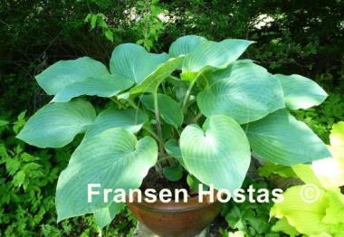 Hosta Blueberry Muffin