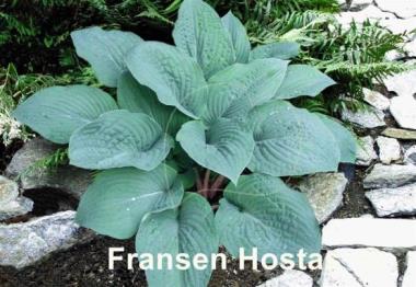 Hosta Blueberry Muffin