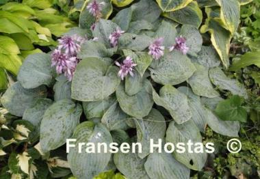 Hosta Blueberry Muffin