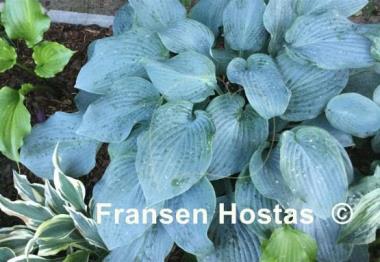 Hosta Blueberry Muffin