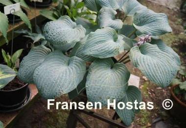 Hosta Blueberry Muffin