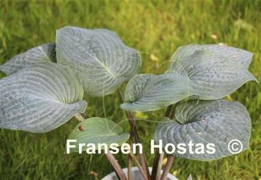 Hosta Blueberry Muffin