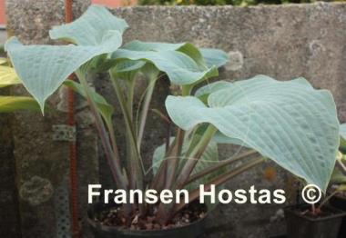 Hosta Blueberry Muffin