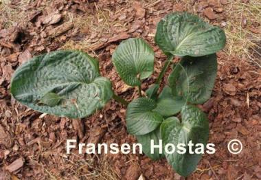Hosta Blueberry Waffles