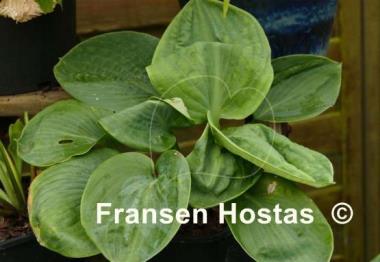 Hosta Blueberry Waffles