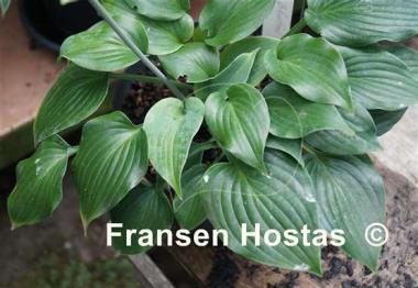 Hosta Bluetini