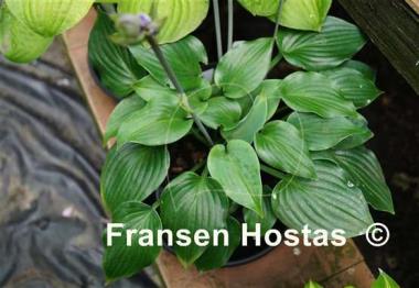 Hosta Bluetini