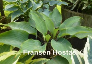 Hosta Blushing Blue