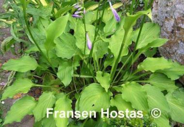 Hosta Blutenspiel