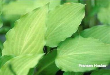 Hosta Blutenspiel