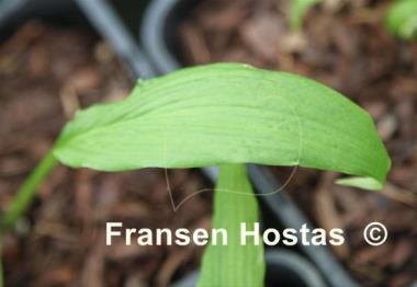 Hosta Blythe Spirit