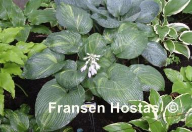 Hosta Bob Axmear