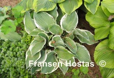 Hosta Bob Deane