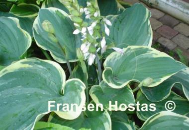 Hosta Bob Deane
