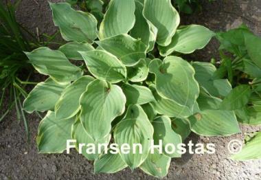 Hosta Bob Deane