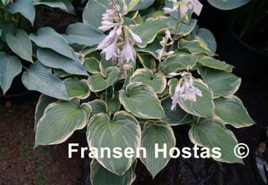 Hosta Bob Deane