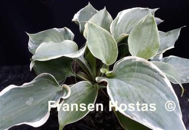 Hosta Bob Deane